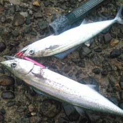 ひさびさのシーバス