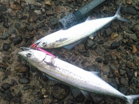 ひさびさのシーバス