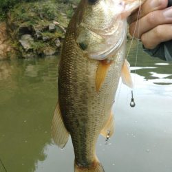 水温急低下ですがバスの食い気はあります。