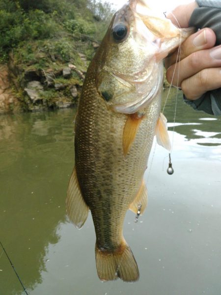 水温急低下ですがバスの食い気はあります。
