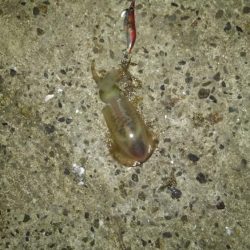 ナイトエギング