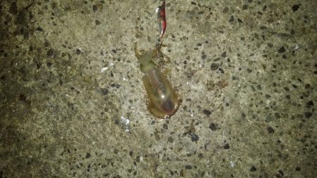 ナイトエギング