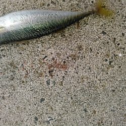 ライトショアジギング