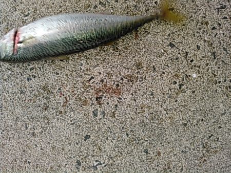 ライトショアジギング