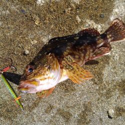 越前海岸でエギングetc.