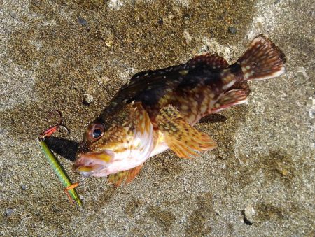 越前海岸でエギングetc.