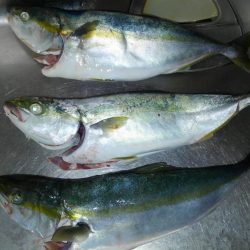 フックの確認をわすれずに！