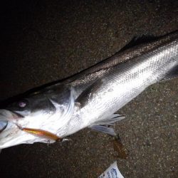 リバーシーバス