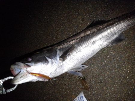 リバーシーバス