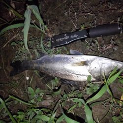 リバーシーバス