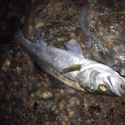 リバーシーバス