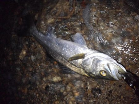 リバーシーバス