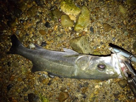 リバーシーバス