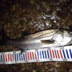 リバーシーバス