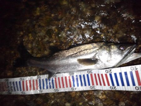 リバーシーバス