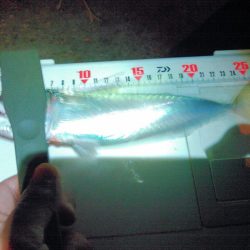 鳴門でアジング