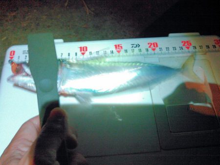 鳴門でアジング