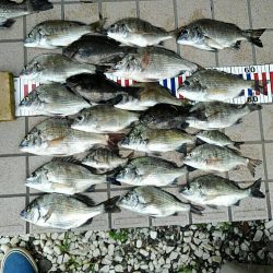 小チヌ釣り