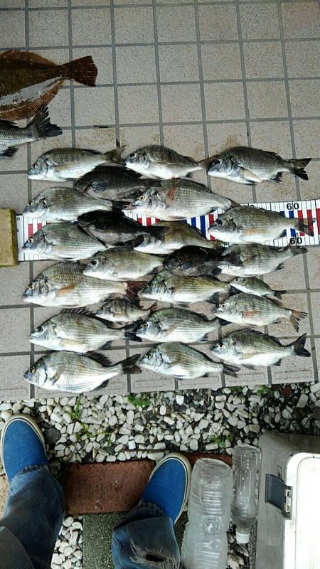 小チヌ釣り