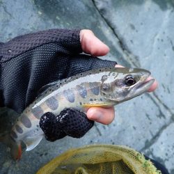 渓流釣り・アマゴ