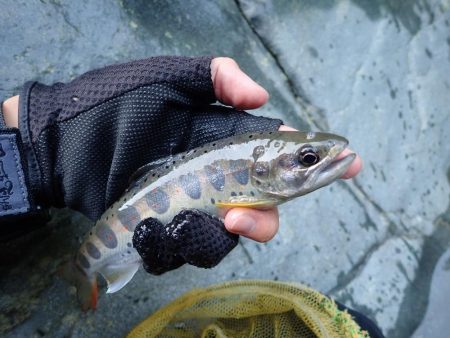 渓流釣り・アマゴ