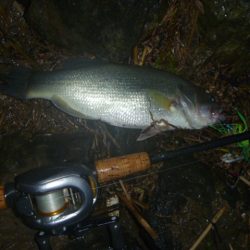 浮きごみ周りで