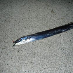 タチウオ入れ食い