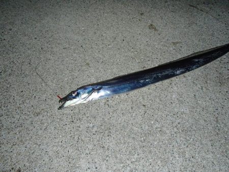 タチウオ入れ食い