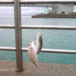 サビキで小アジ！