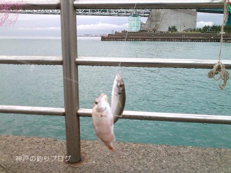 サビキで小アジ！