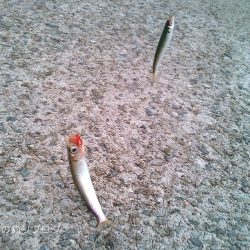 短時間サビキで38匹！