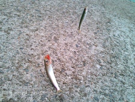 短時間サビキで38匹！