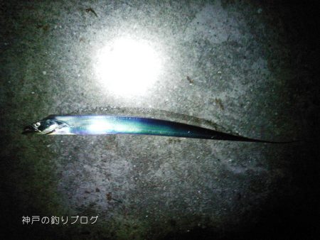 台風前にタチウオ狙い