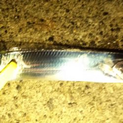 コスモ太刀魚調査