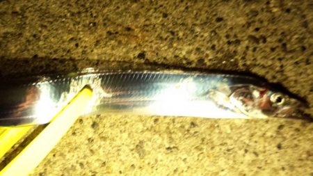 コスモ太刀魚調査