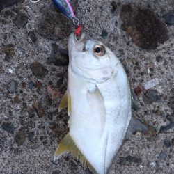 枕崎でライトショアジギング