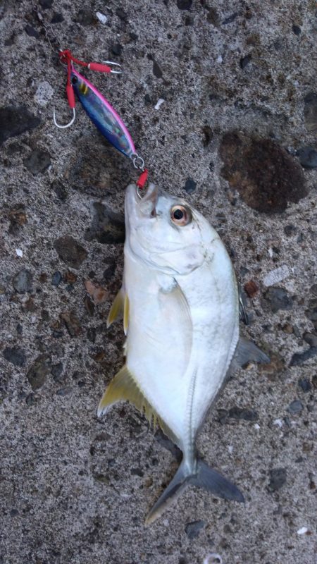 枕崎でライトショアジギング