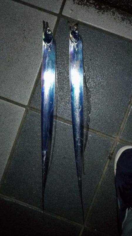 雨前の太刀魚調査