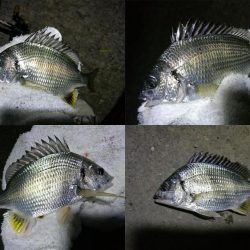 南港フェリーヘチ釣り （小キビレ、ガシラ 釣果）