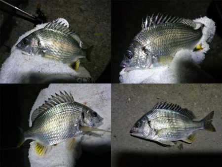 南港フェリーヘチ釣り （小キビレ、ガシラ 釣果）