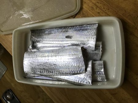 太刀魚絶好調