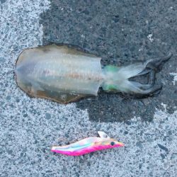 アオリイカと太刀魚好調