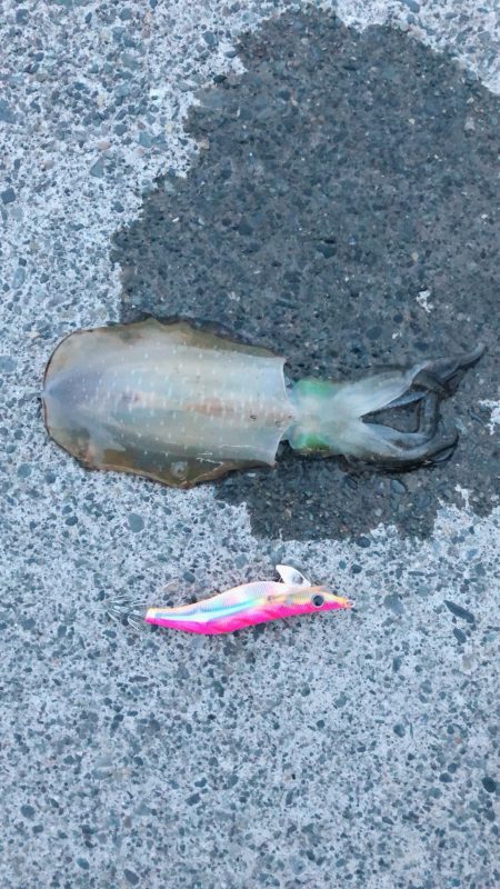 アオリイカと太刀魚好調