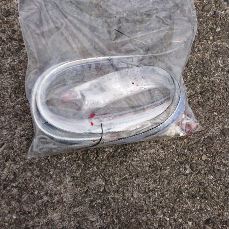 いい季節になってきました