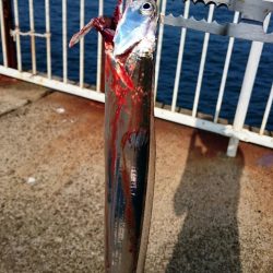 連休中のタチウオプチ遠征