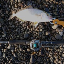 青物、太刀魚狙い