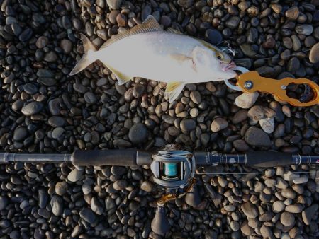 青物、太刀魚狙い