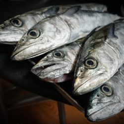 台風前サゴシフィーバー‼(ほぼエソ祭)