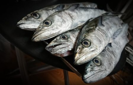 台風前サゴシフィーバー‼(ほぼエソ祭)