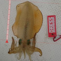 ボートエギング2